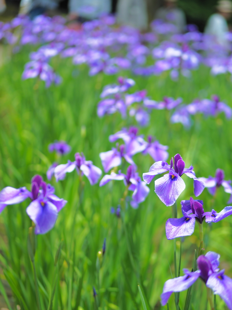 初夏を告げる花