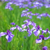初夏を告げる花