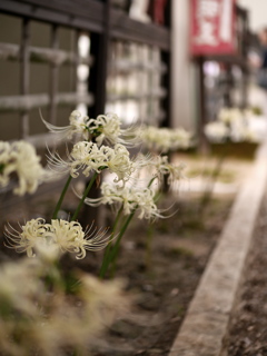 参道曼珠沙華