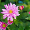 枚方菊3