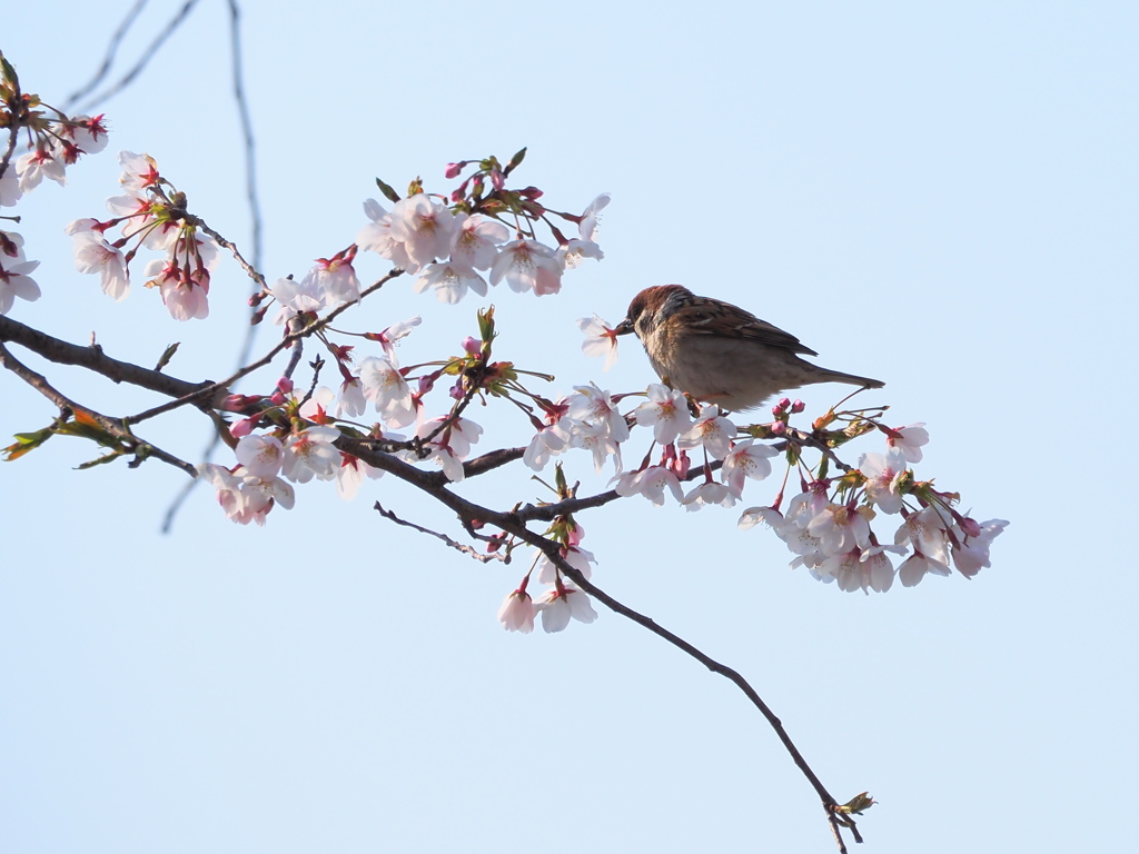 桜味ってどんな味？