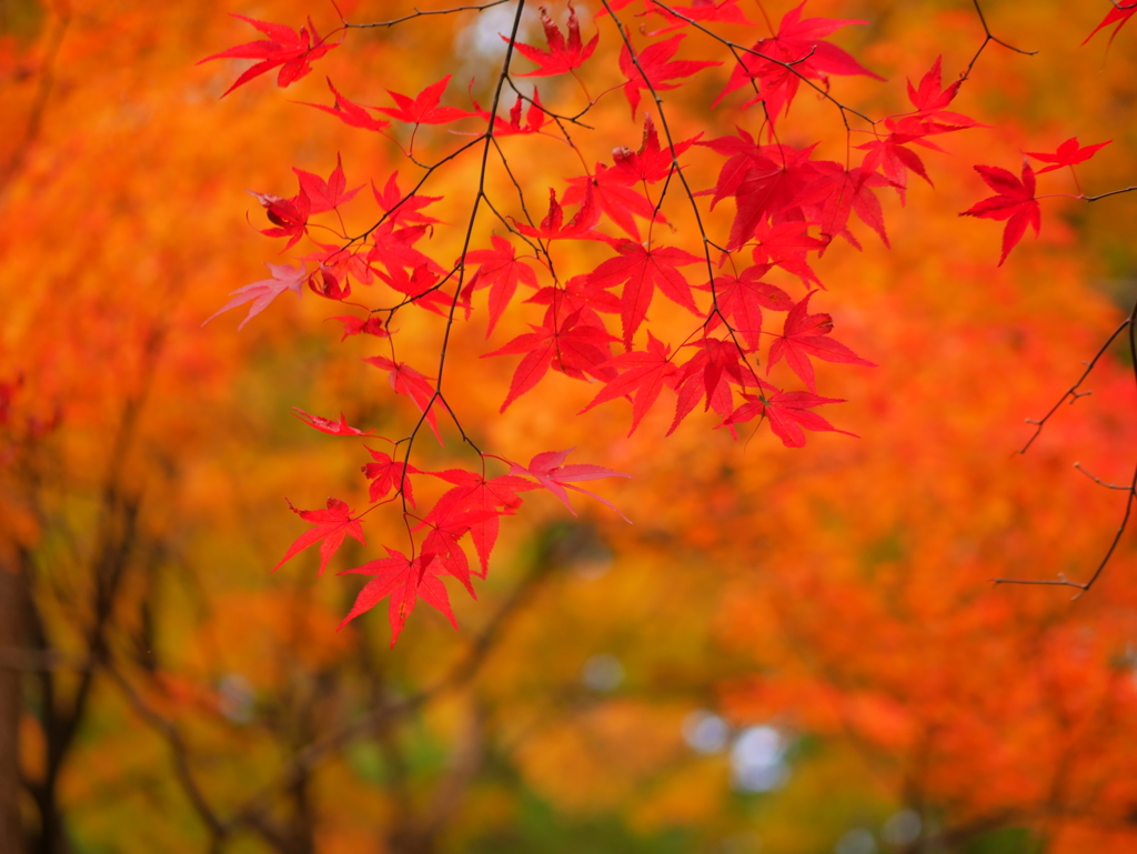 紅葉・明