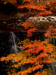 紅葉と小滝