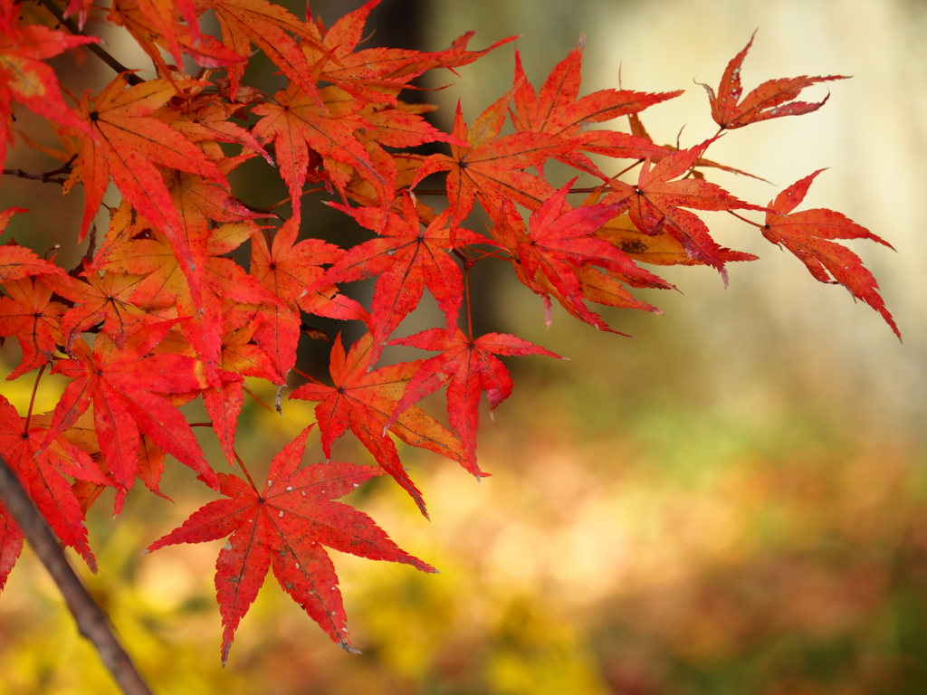 天神紅葉2