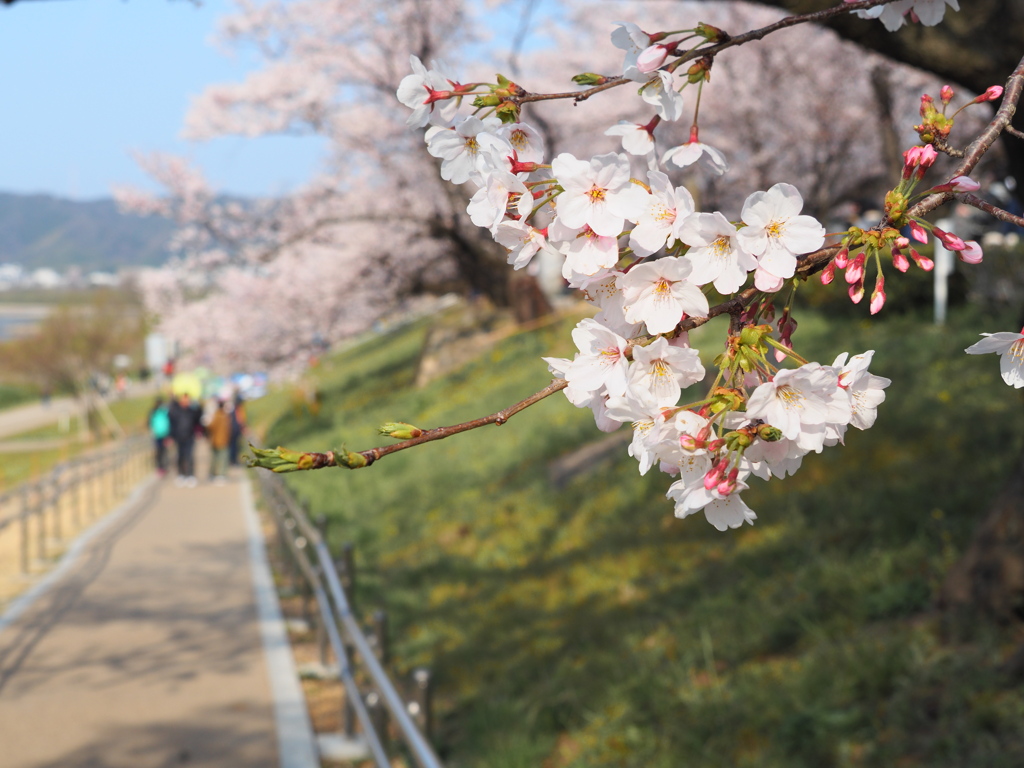 在りし日のお花見