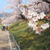 在りし日のお花見