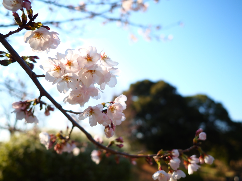 山田桜2017