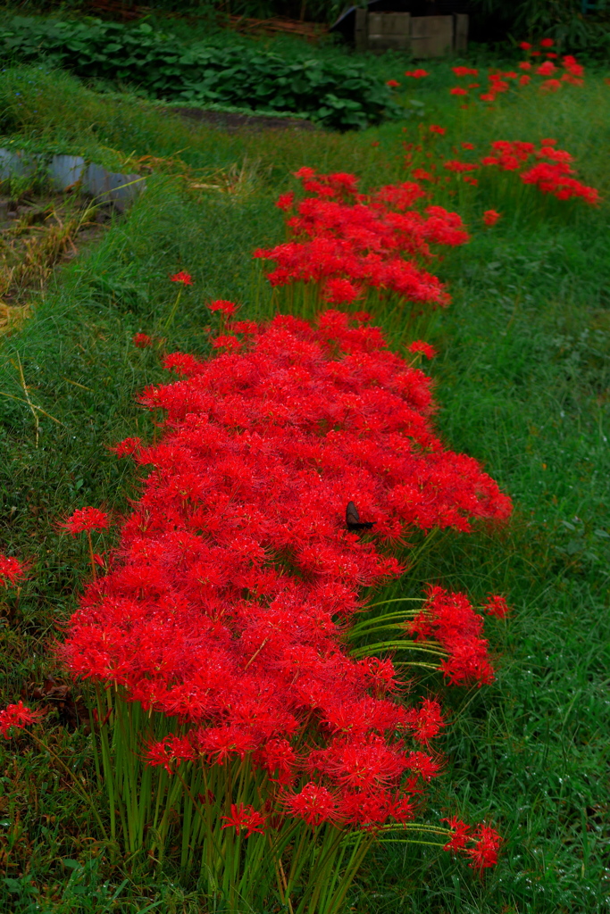 深紅のベルト