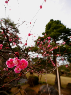 梅園＠兼六園