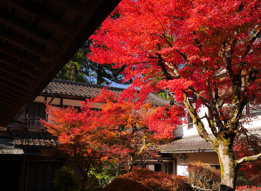 那谷の紅い庭