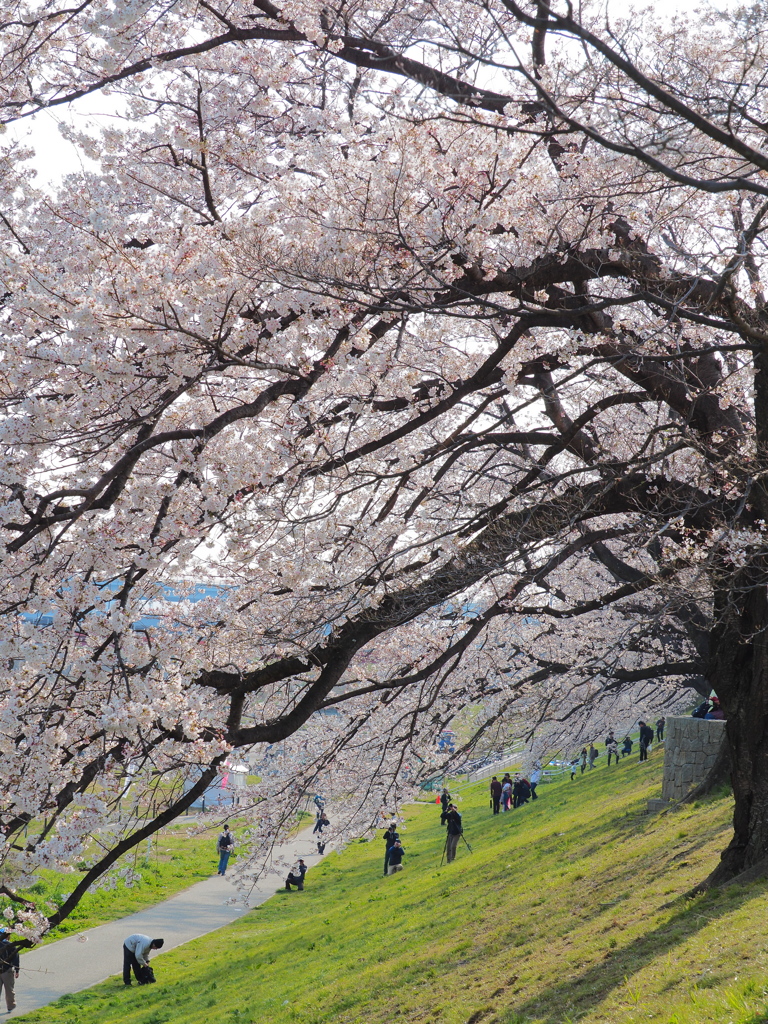 背割桜