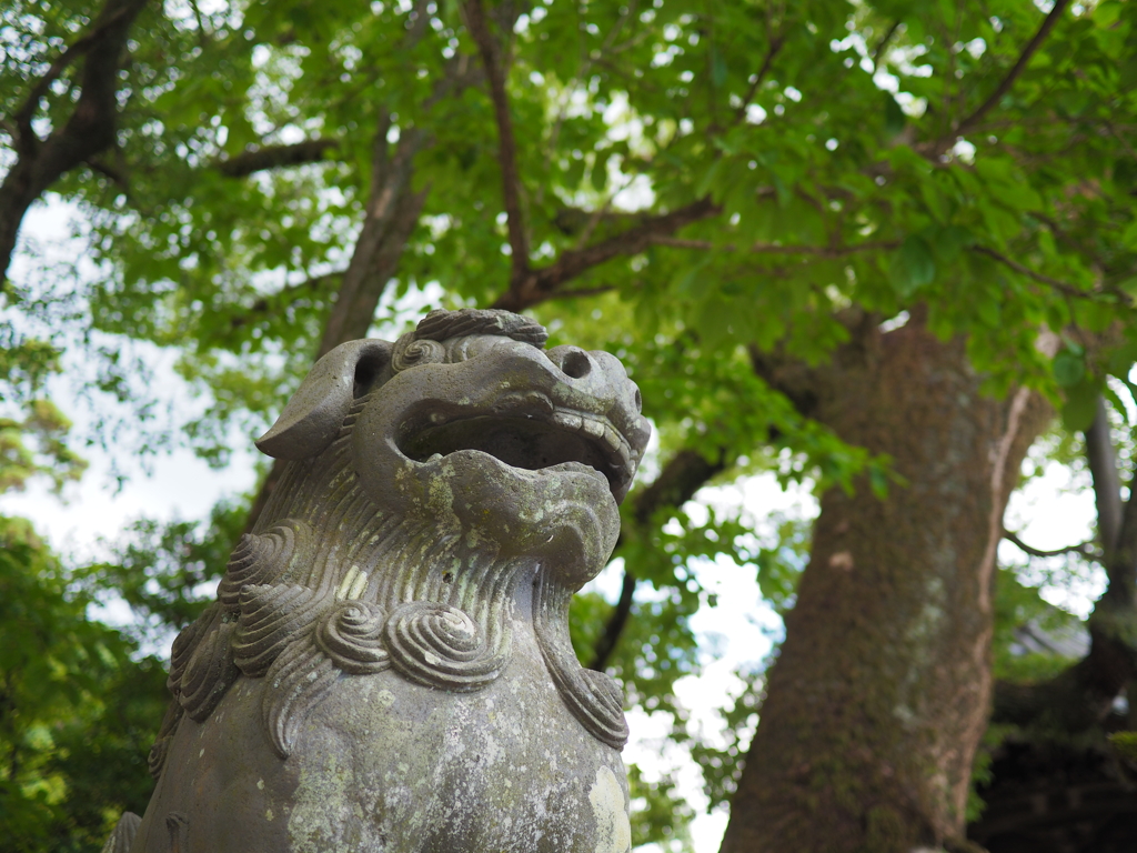 夏を仰ぐ狛