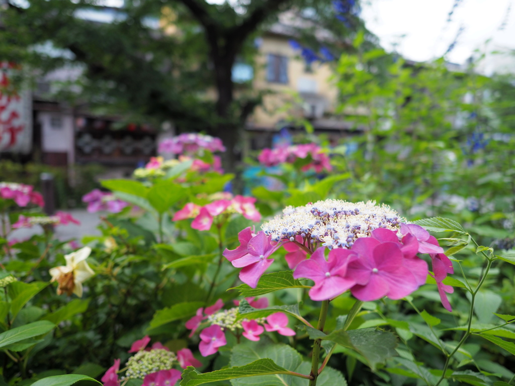 季節の植え込み