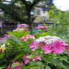 季節の植え込み