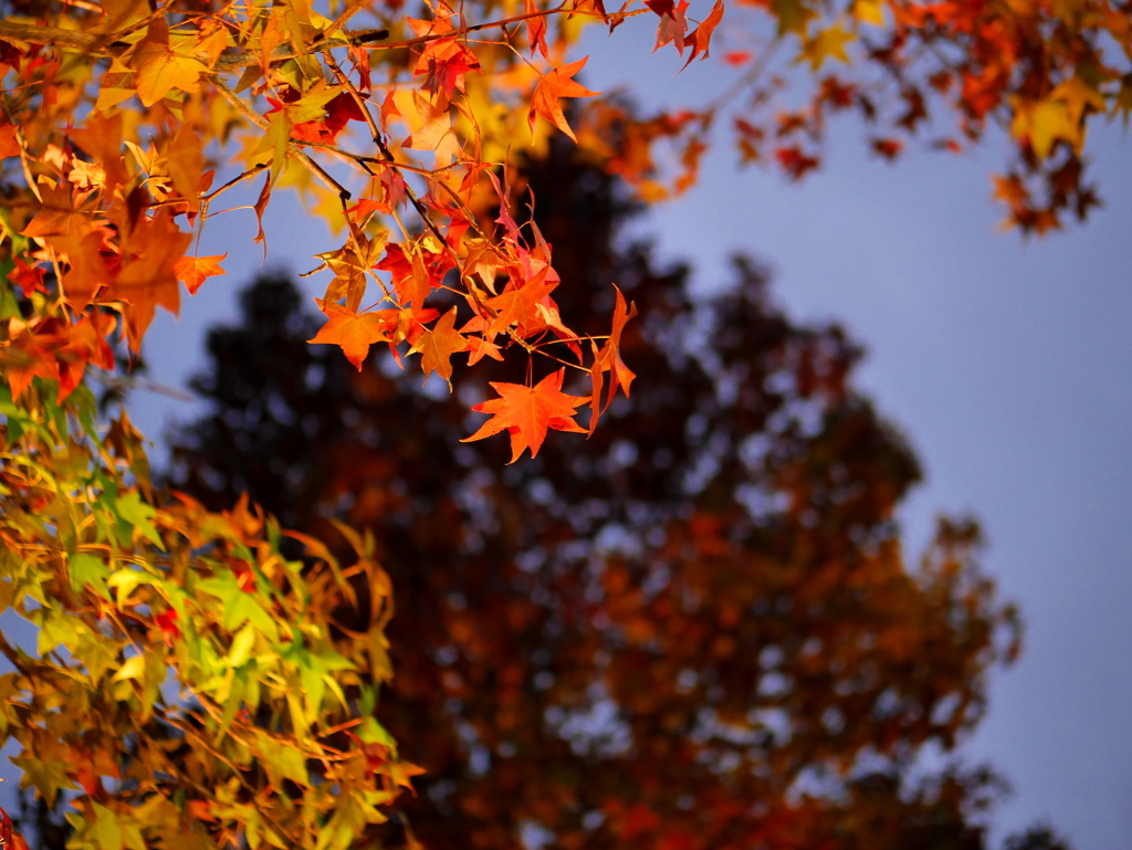 ちょっぴり紅葉