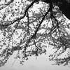 木場桜モノクローム