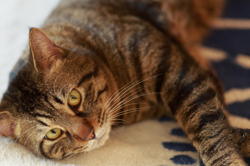 猫