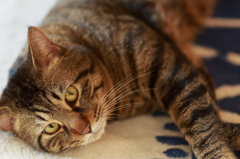 猫