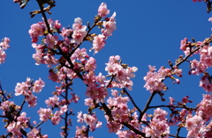 青空と桜色