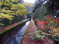 秋の水路閣