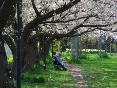 桜の散る中・・・・