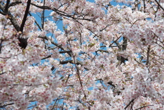 今年も玉縄桜を見に行きました。