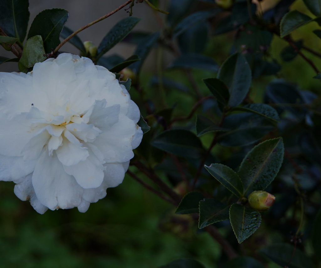 山茶花　シロ
