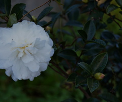 山茶花　シロ