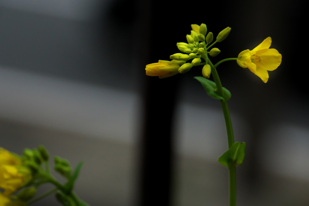 咲きだしたわが家の菜の花・・・