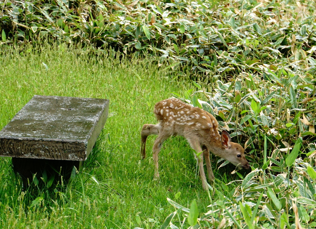 バンビちゃん・お食事中。