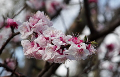 杏子の花も今が見ごろ・・