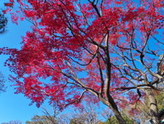碧（あお）と紅（あか）
