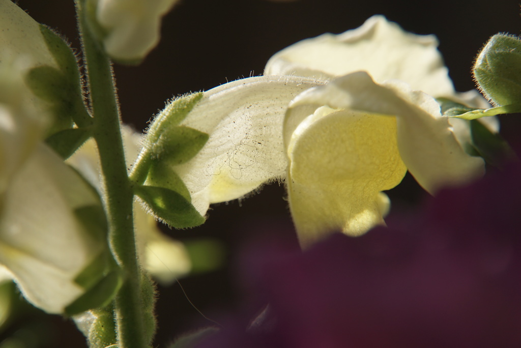 わが家の花たち　（に）
