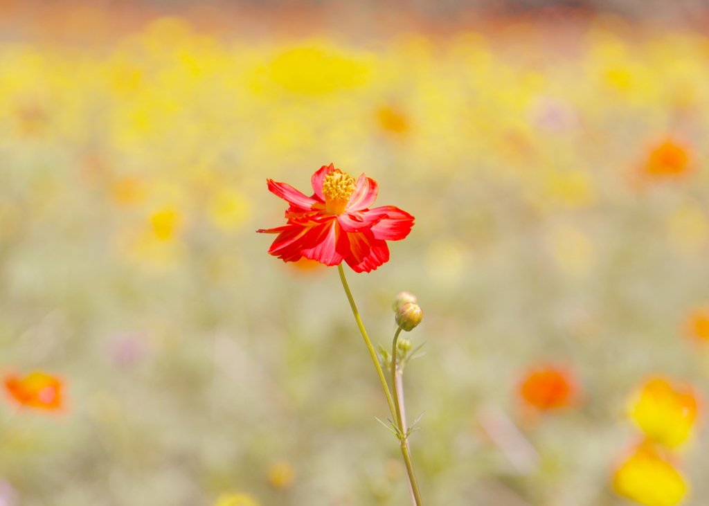 黄花コスモス。