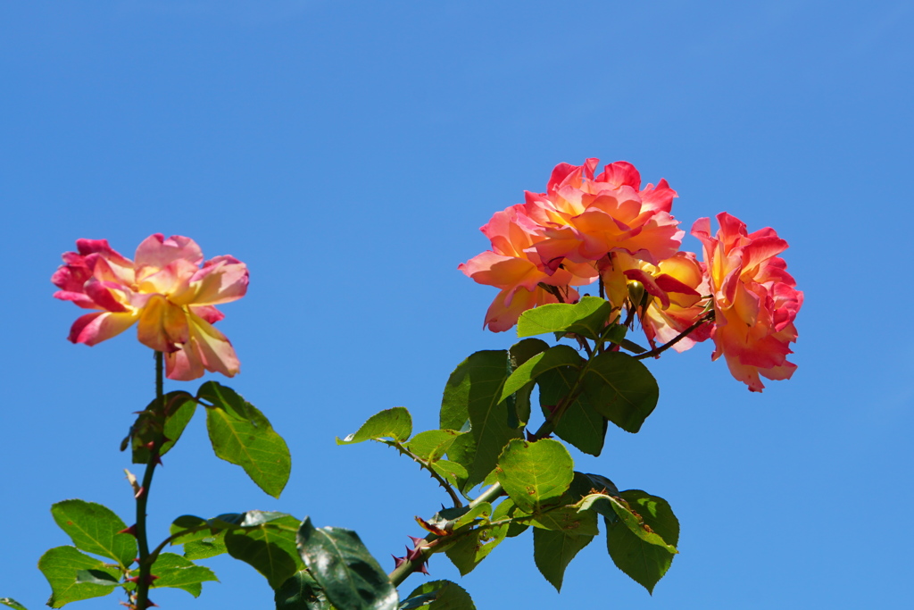青空と薔薇と・・・・