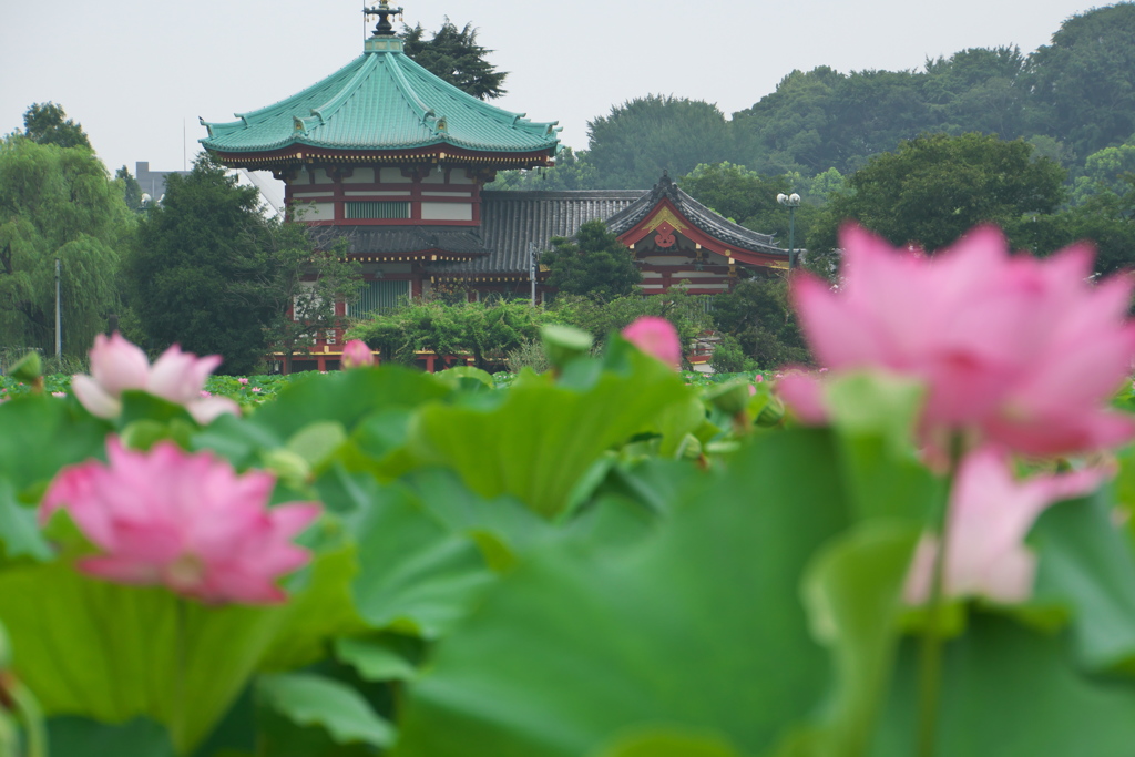 蓮の花と辨天堂