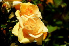 薔薇。
