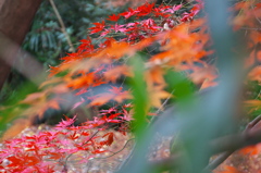 紅葉も終盤です。