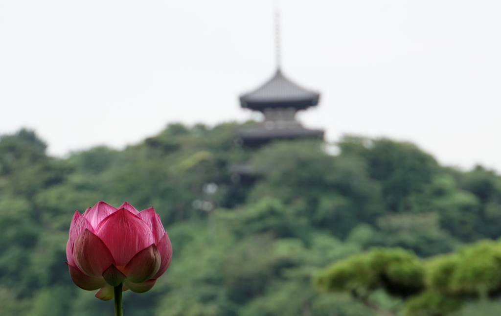 早起きして三渓園へ蓮の花を見に行ってきた。