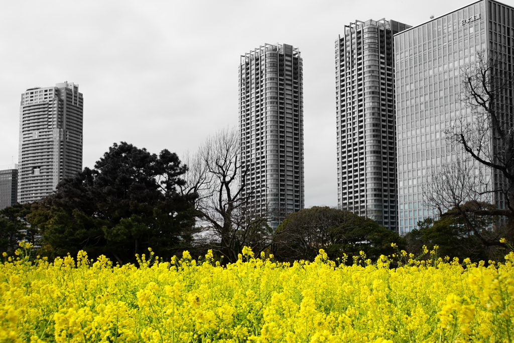 菜の花と高層ビル