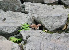 足元にオコジョが・・（鳥海山登山中）
