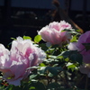 今　見頃ですよ・・・に誘われて