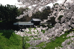 桜と半蔵門。