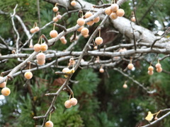 DSC00060