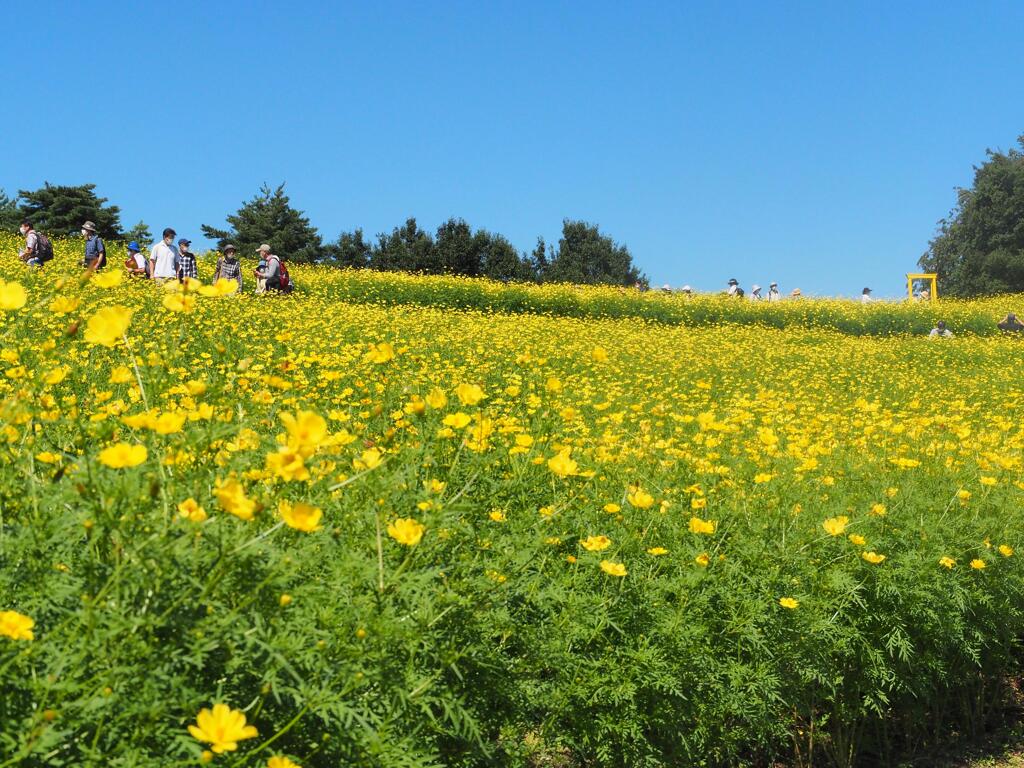 国営昭和記念公園に出かけてきました。