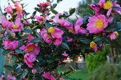 山茶花　アカ