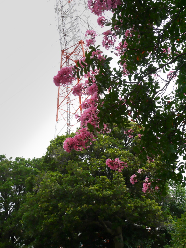 散歩の途中で・・・・。（近くの公園）