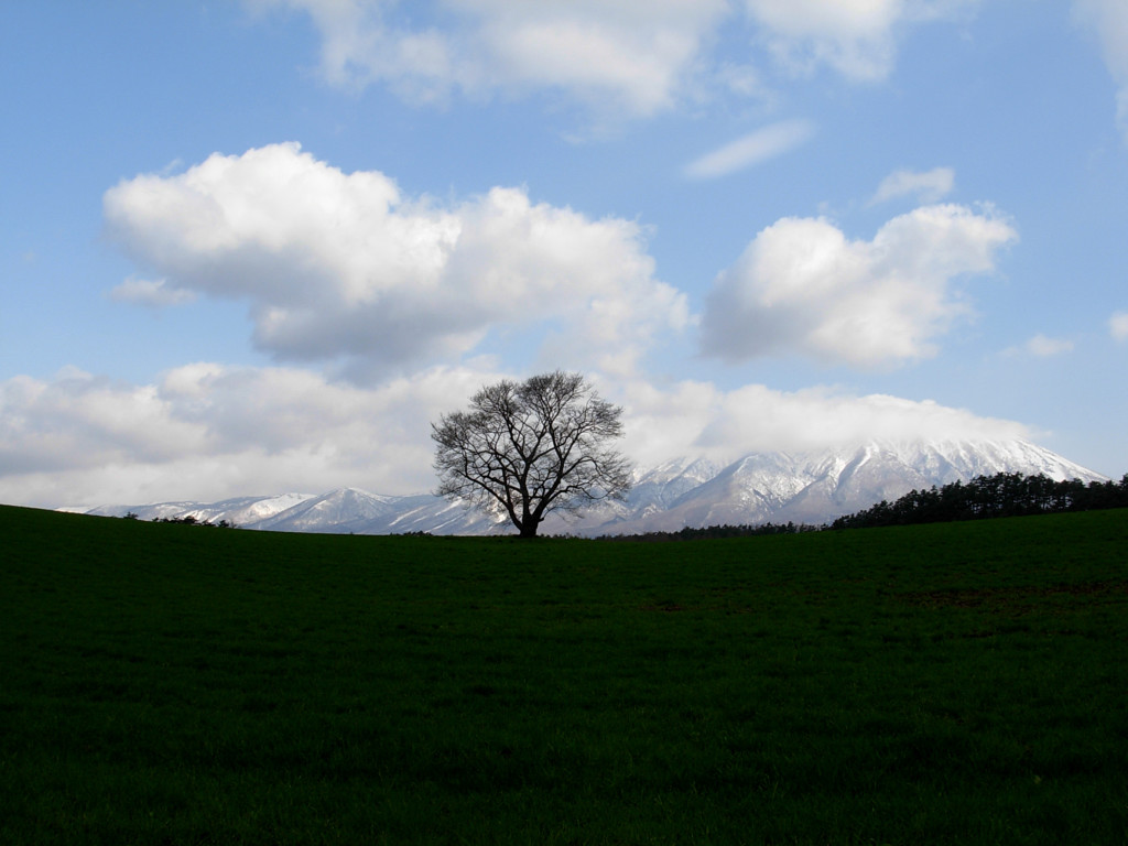 小岩井・一本桜