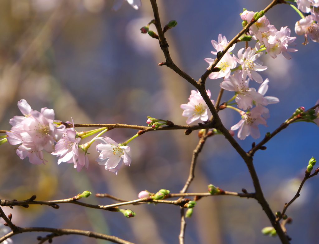 10月桜が今年も・・・