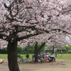 憩う（桜の花の下で・・・）